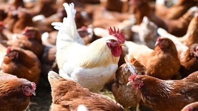 الحمام بـ65 جنيهًا والفراخ بـ32.. استقرار أسعار الدواجن اليوم بالأسواق