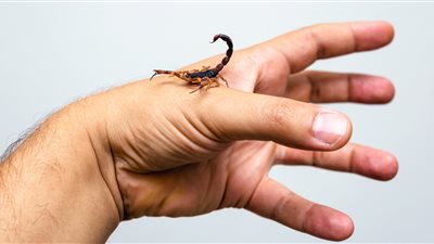 من بينها سيلان اللعاب.. تعرف على أبرز أعراض لدغات العقارب