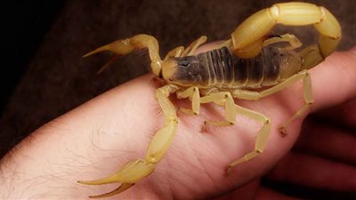 دعاء للحفظ من العقرب وأدعية الوقاية من لدغات الثعابين 