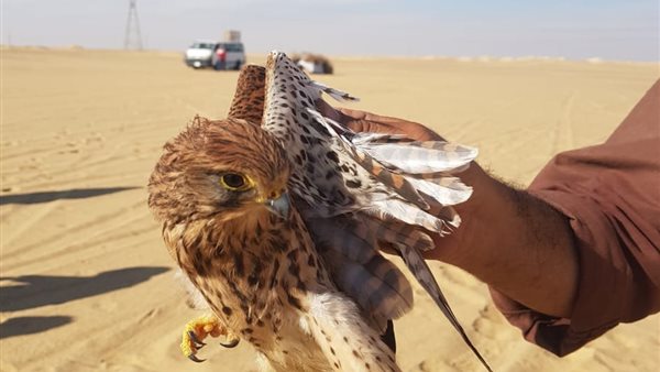 ضبط 14 صقرا في حملة