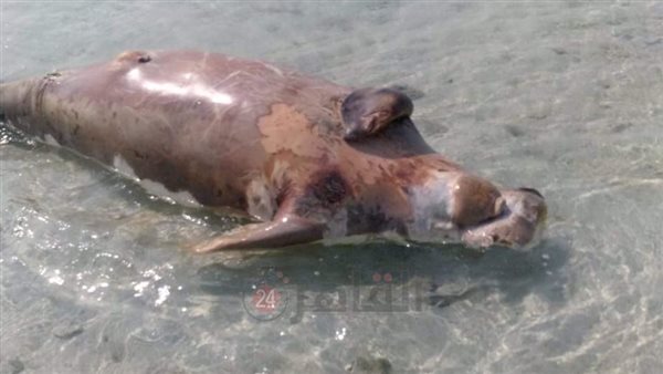 نفوق عروس البحر