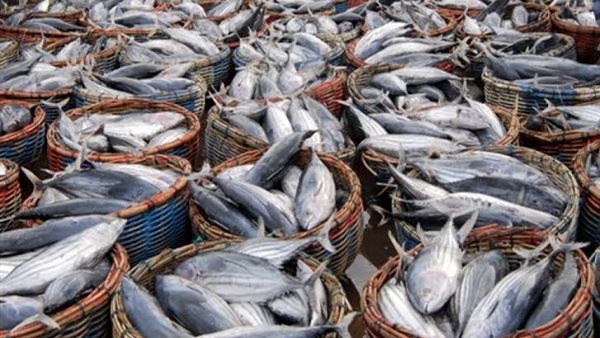 الإنتاج السمكي 