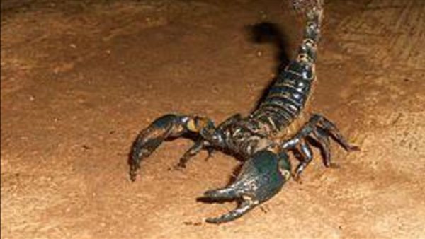 صورة أرشيفية