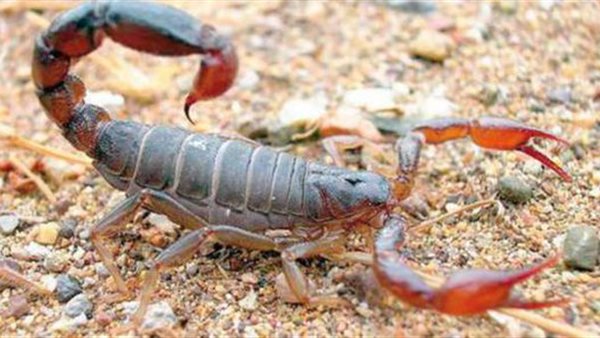 خروج العقارب من جحورها