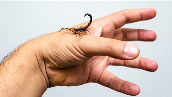 لدغات العقارب 