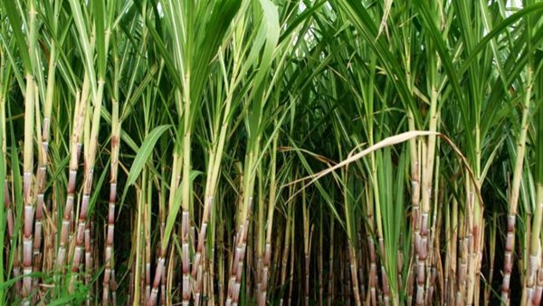 زراعة القصب