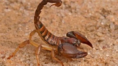 مدير مستشفى إدفو العام: تتم السيطرة على حالات لدغات العقارب باستخدام الأمصال