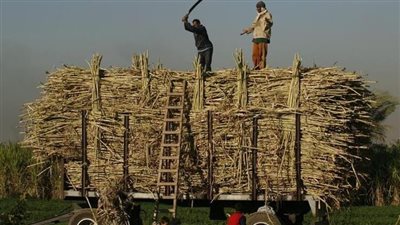 نقيب الفلاحين: نطالب برفع سعر محصول القصب ونستورد 400 ألف طن سكر من الخارج