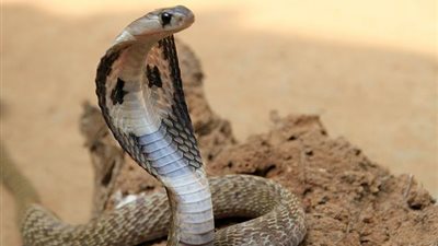 بعد وفيات أسوان.. ننشر بروتوكول الصحة للتعامل مع لدغات الثعابين 