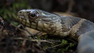 خبراء: سموم الثعابين والعناكب قد تساهم في علاج الجلطات والضعف الجنسي لدى الرجال