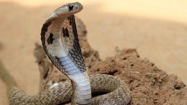 ثعبان - أرشيفية