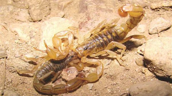 لدغات العقارب