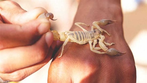 لدغة عقرب - صورة