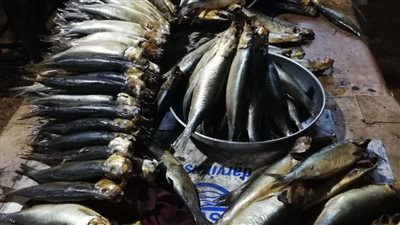 ضبط طن رنجة غير صالحة للاستهلاك الآدمي بالغربية 