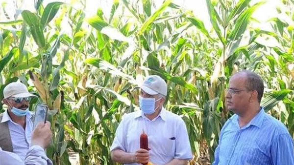 البحوث الحقلية