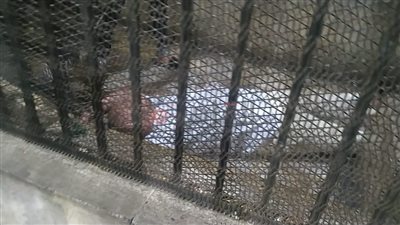 تعرض إمام مسجد متهم بهتك عرض طفلة بالدقهلية للإغماء داخل القفص | صور