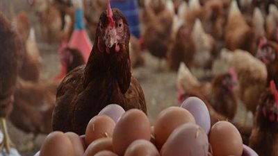 الزراعة: لدينا اكتفاء ذاتي من الطيور والبيض.. واستثمارات الدواجن 100 مليار جنيه