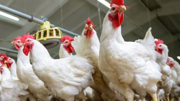 أسعار الفراخ