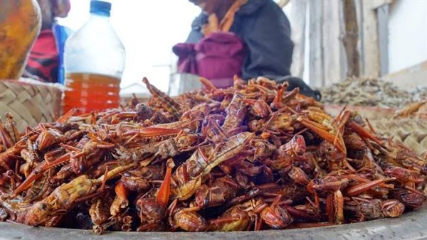 الجراد المصري