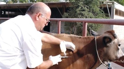 بعد ظهوره في الغربية.. تعرف على مرض الحمى القلاعية بالماشية