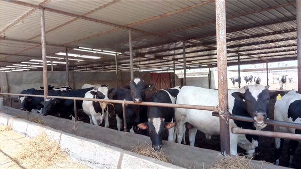 مبادرة البتلو