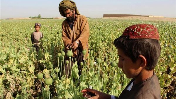 زراعة وإنتاج المخدرات