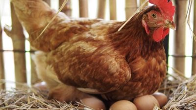 تعرف على أسعار الدواجن والبيض اليوم الخميس 18-11-2021