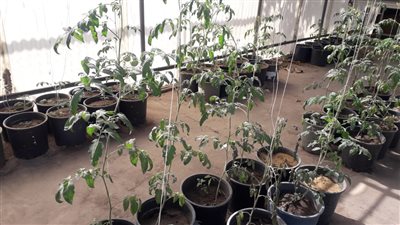 ما هي أبرز أنشطة معهد بحوث أمراض النباتات خلال شهر أكتوبر؟