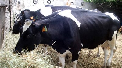  الزراعة ترفع درجة الاستعداد القصوى بعد ظهور حمى الوادي المتصدع بليبيا| خاص