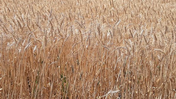 محصول القمح