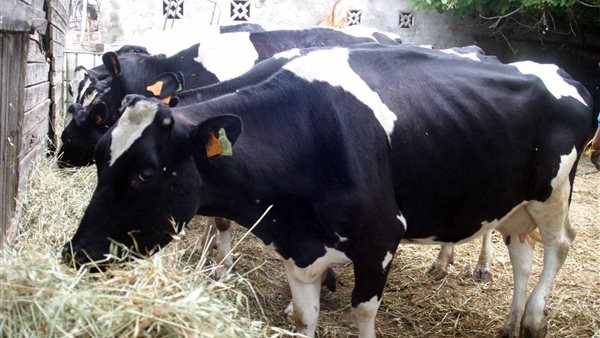 الحمى القلاعية