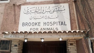 تزامنًا مع زيارة الأمير تشارلز.. قصة تأسيس بروك أقدم مستشفى خيري لعلاج الحيوانات بمصر 