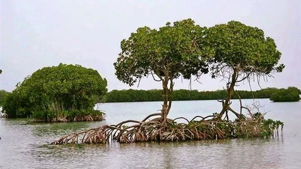 أشجار المانجروف 