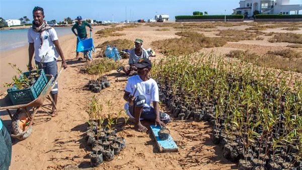 إعادة زراعة المانجروف