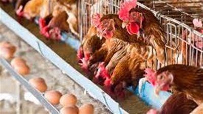 طبق البيض بـ 45 جنيه.. تعرف علي أسعار الدواجن والبيض اليوم