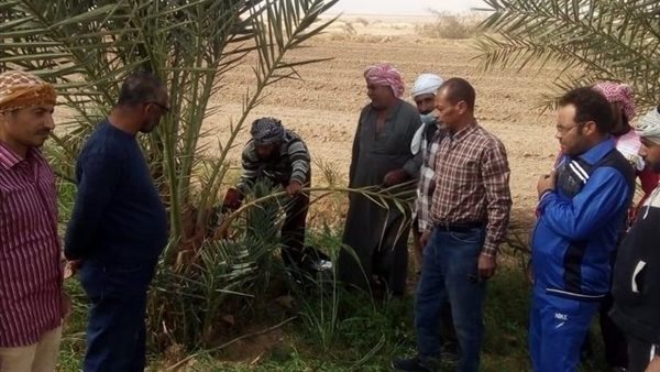 زراعة الوادي الجديد