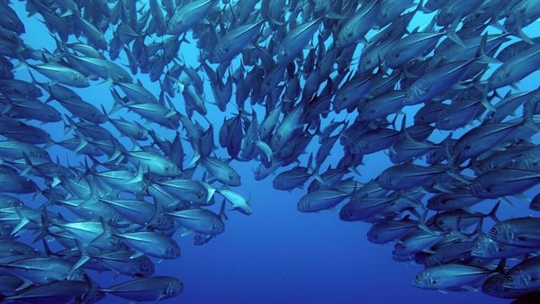 الثروة السمكية