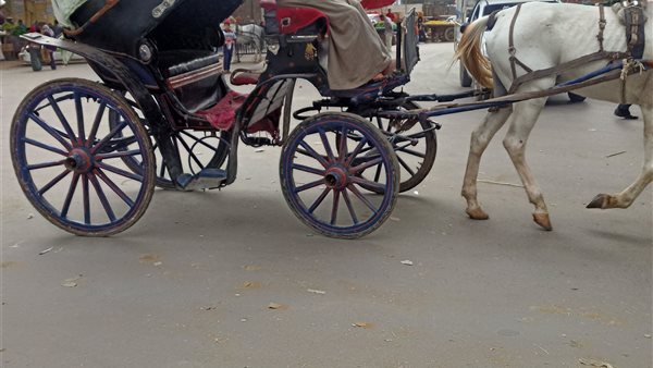 الحنطور يعود إلى