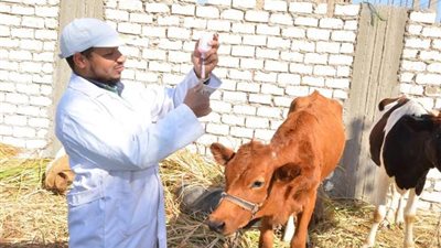 الزراعة: توفير 1.2 مليون جرعة تحصين ضد مرض الحمى القلاعية والوادي المتصدع