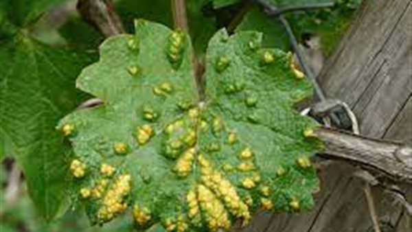 أمراض النبات 