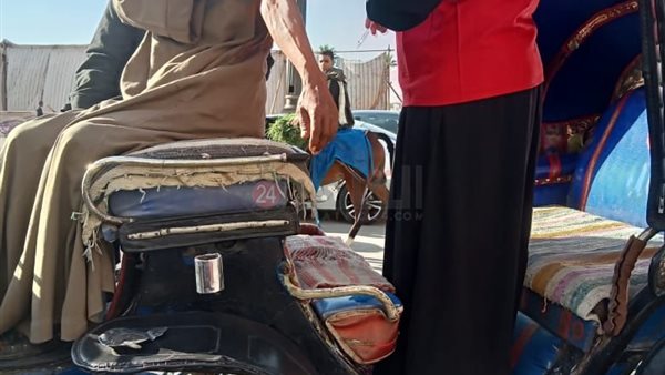 تطعيم أصحاب الحناطير