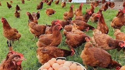 الدواجن البيضاء بـ 24 جنيه.. استقرار نسبي في أسعار الدواجن اليوم الاثنين 22-11-2021