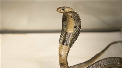 تفسير رؤية أفعى في المنام.. احذر الأعداء واستبشر بالرزق