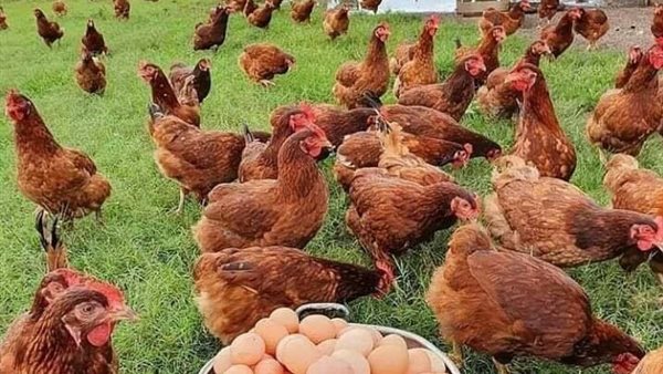 الدواجن والبيض