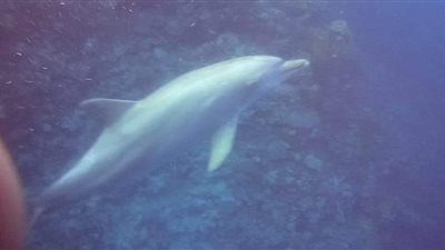 الدولفين ذو الأنف الزجاجي يظهر جنوب القصير | صور
