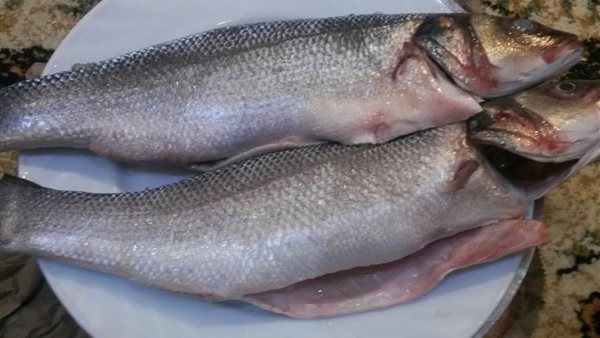 سمك القاروص