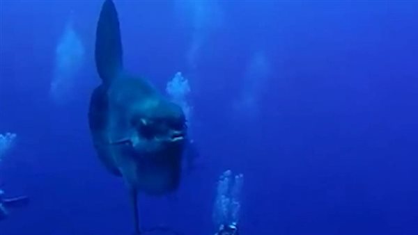 سمكة الـ «مولا مولا»