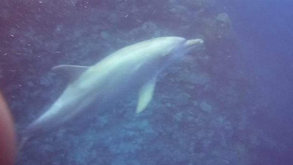 ظهور الدولفين ذو