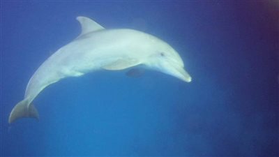 الدولفين ذو الأنف الزجاجي يظهر جنوب القصير بالبحر الأحمر ويداعب السائحين خلال رحلة الغطس| صور