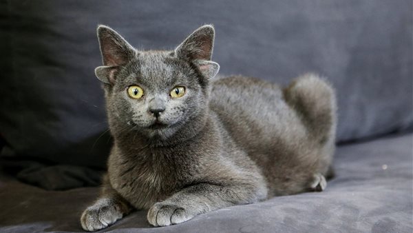 قطة بـ 4 آذان